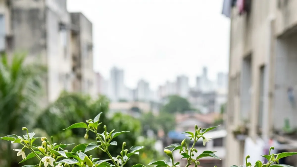 Pimenteira de cheiro sem frutos: causa e como recuperar Pimenteira de cheiro sem frutos: causa e como recuperar