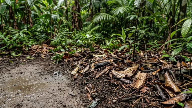 Terra do canteiro compactando com a chuva como recuperar