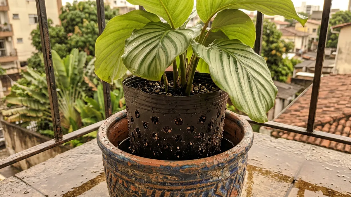 Vaso sem furo pode matar a planta e o que fazer após comprar Vaso sem furo pode matar a planta e o que fazer após comprar