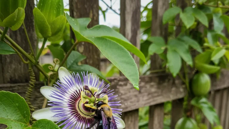 Maracujá com flor e sem fruto, por que acontece e como resolver