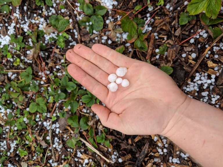 Chuva forte e granizo: como proteger vasos, horta e plantas da varanda