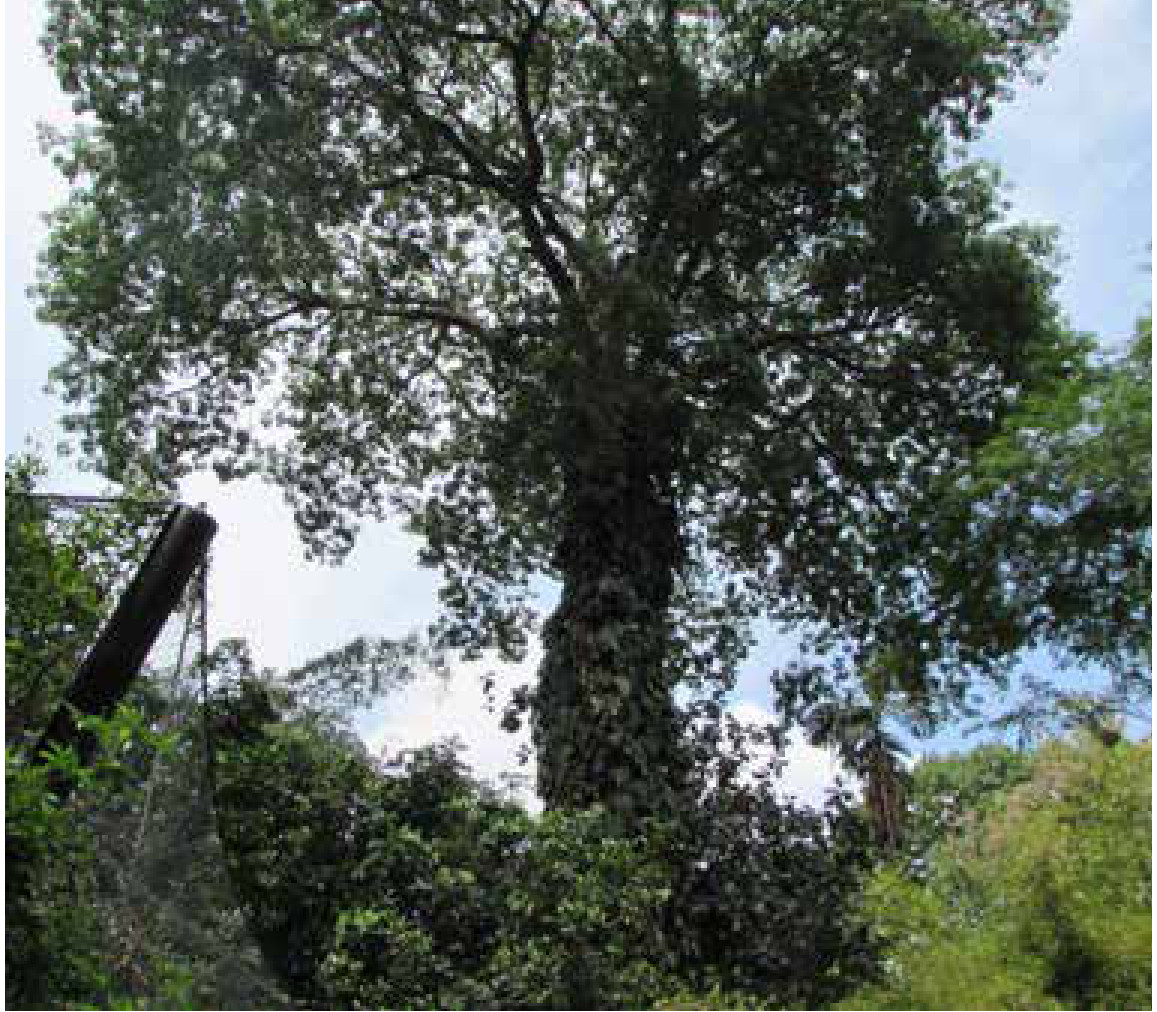 Árvore no Parque Zoobotânico do Museu Paraense Emílio Goeldi, em Belém. Duas das autoras do estudo são pesquisadoras da instituição.