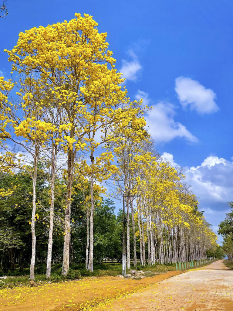 Florada dos ipês transforma avenida em tapete amarelo e encanta Tracuateua