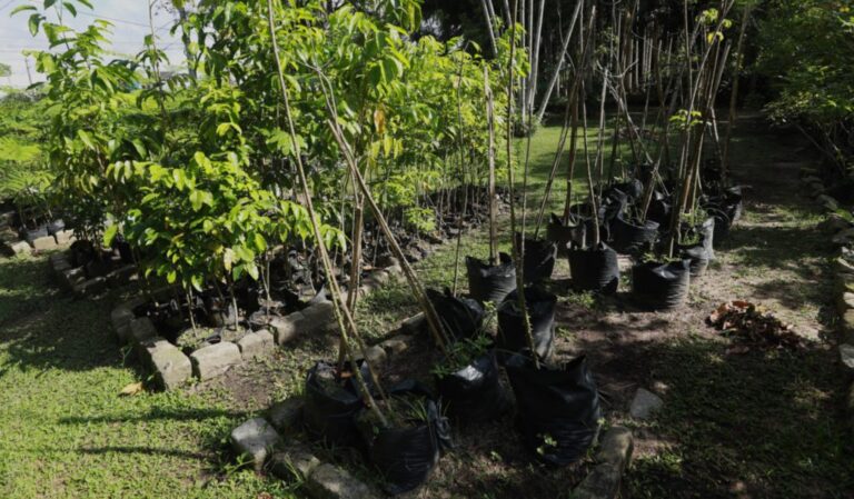 Belém amplia arborização urbana com projeto que já plantou 550 mudas