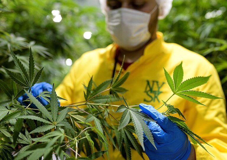 Maconha medicinal chega às favelas por doação, mas medo e custo deixam pacientes sem tratamento
