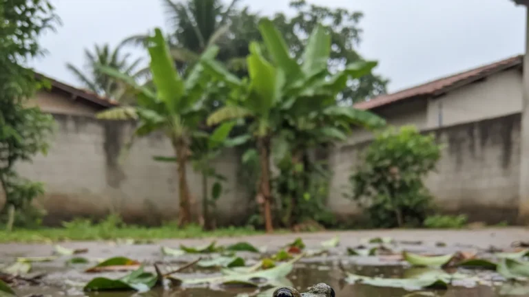 Sapo no quintal na época de chuva por que aparece e como evitar