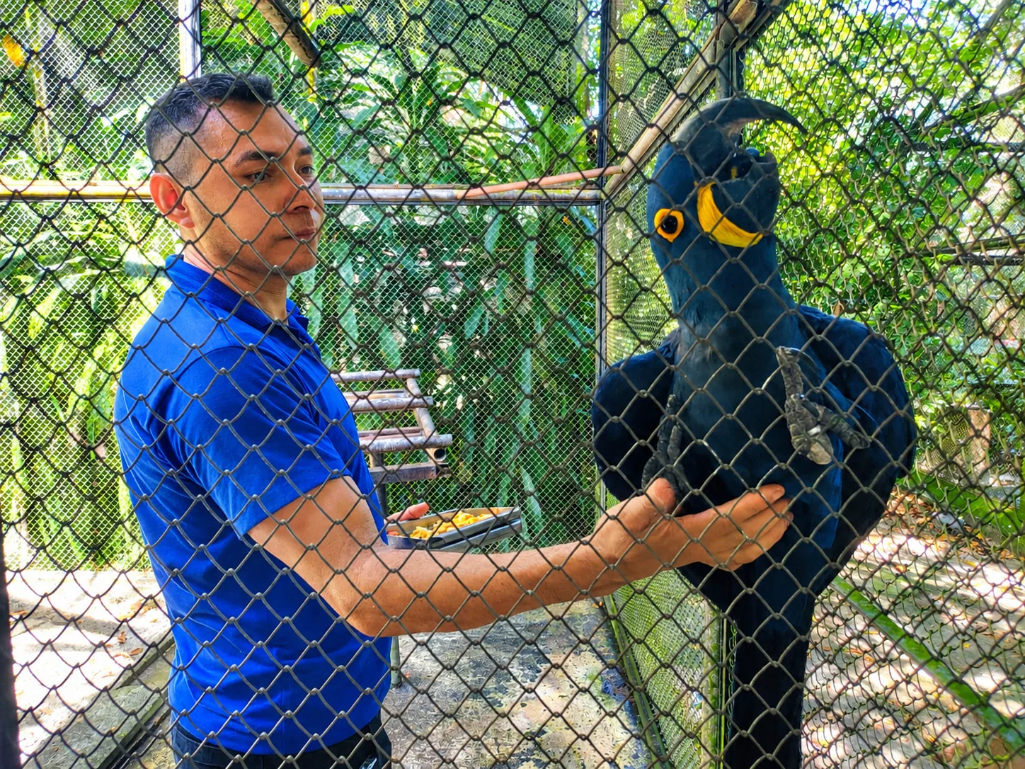 Antes do sol nascer, tratadores alimentam 4 mil animais e mantêm viva a rotina do Museu Goeldi Antes do sol nascer, tratadores alimentam 4 mil animais e mantêm viva a rotina do Museu Goeldi
