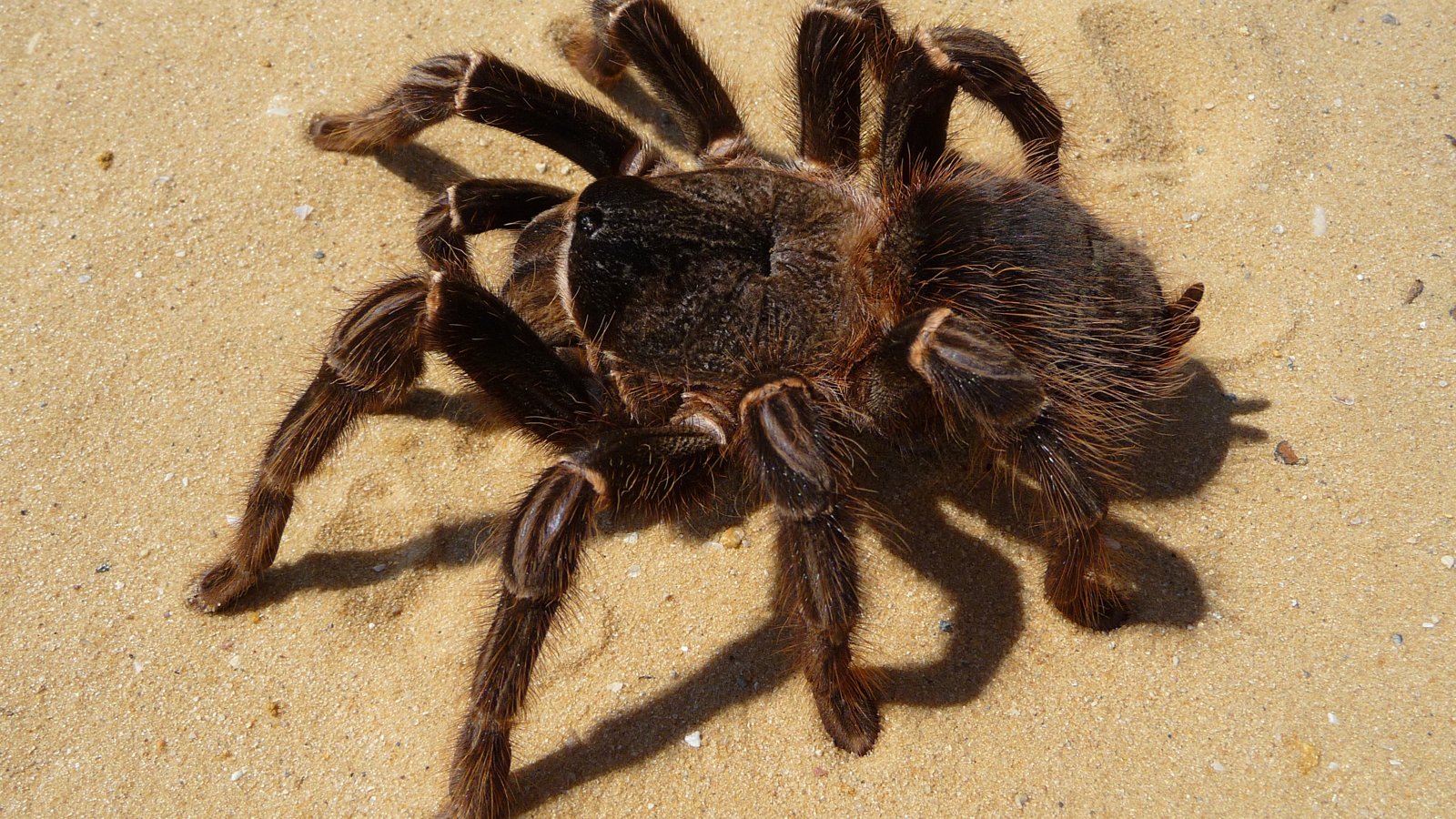 Aranha caranguejeira em casa é perigosa? O que fazer, como tirar sem se machucar e quais aranhas preocupam de verdade Aranha caranguejeira em casa é perigosa? O que fazer, como tirar sem se machucar e quais aranhas preocupam de verdade