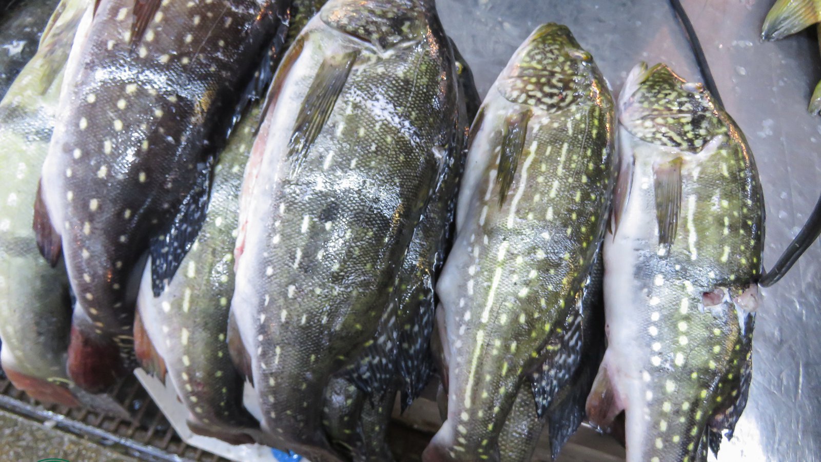 Tucunaré tem espinho? Veja quais peixes da Amazônia têm menos espinhas e quais exigem mais cuidado Tucunaré tem espinho? Veja quais peixes da Amazônia têm menos espinhas e quais exigem mais cuidado
