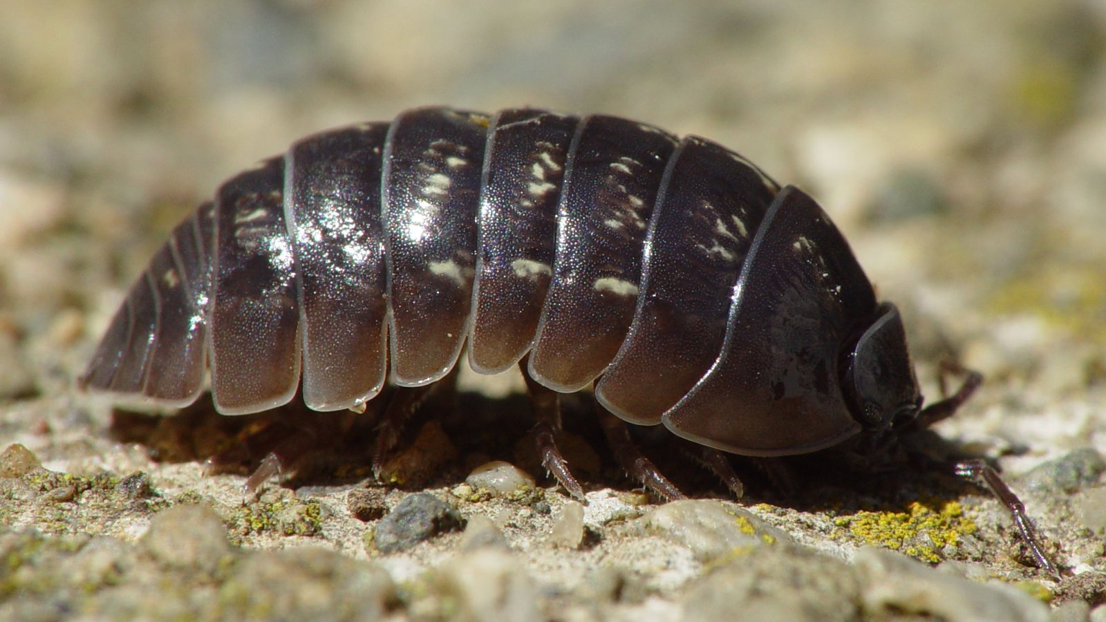 Tatu-bolinha é perigoso? O que esse bichinho faz no jardim e quando ele vira problema nas plantas Tatu-bolinha é perigoso? O que esse bichinho faz no jardim e quando ele vira problema nas plantas