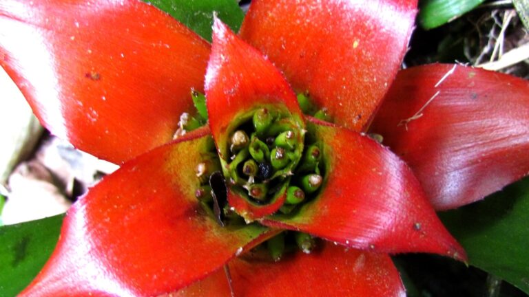 Como fazer muda de bromélia: o momento certo de tirar o filhote, o passo a passo e por que a planta-mãe morre depois de florir