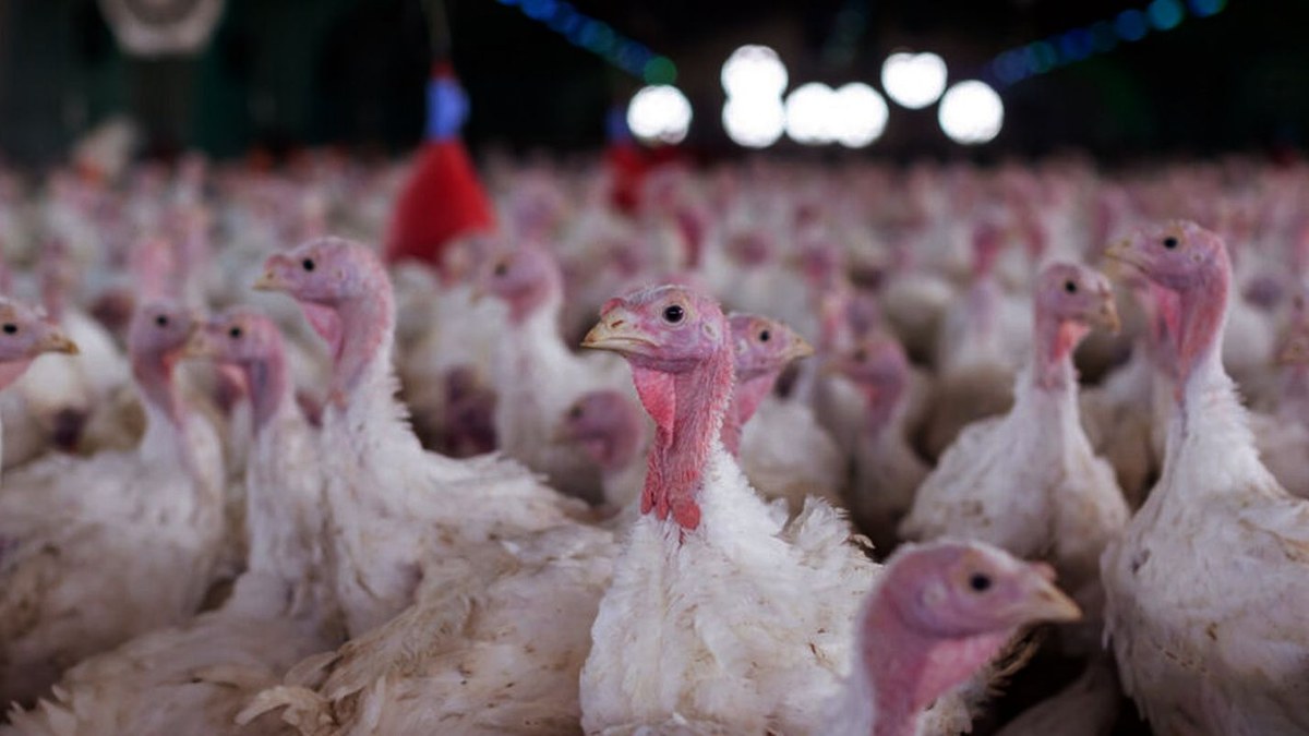 Doença de Newcastle: é seguro comer frango e ovo? O que é a doença e o que muda Doença de Newcastle: é seguro comer frango e ovo? O que é a doença e o que muda