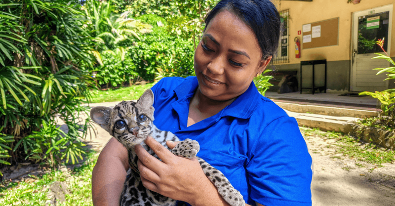 Antes do sol nascer, tratadores alimentam 4 mil animais e mantêm viva a rotina do Museu Goeldi