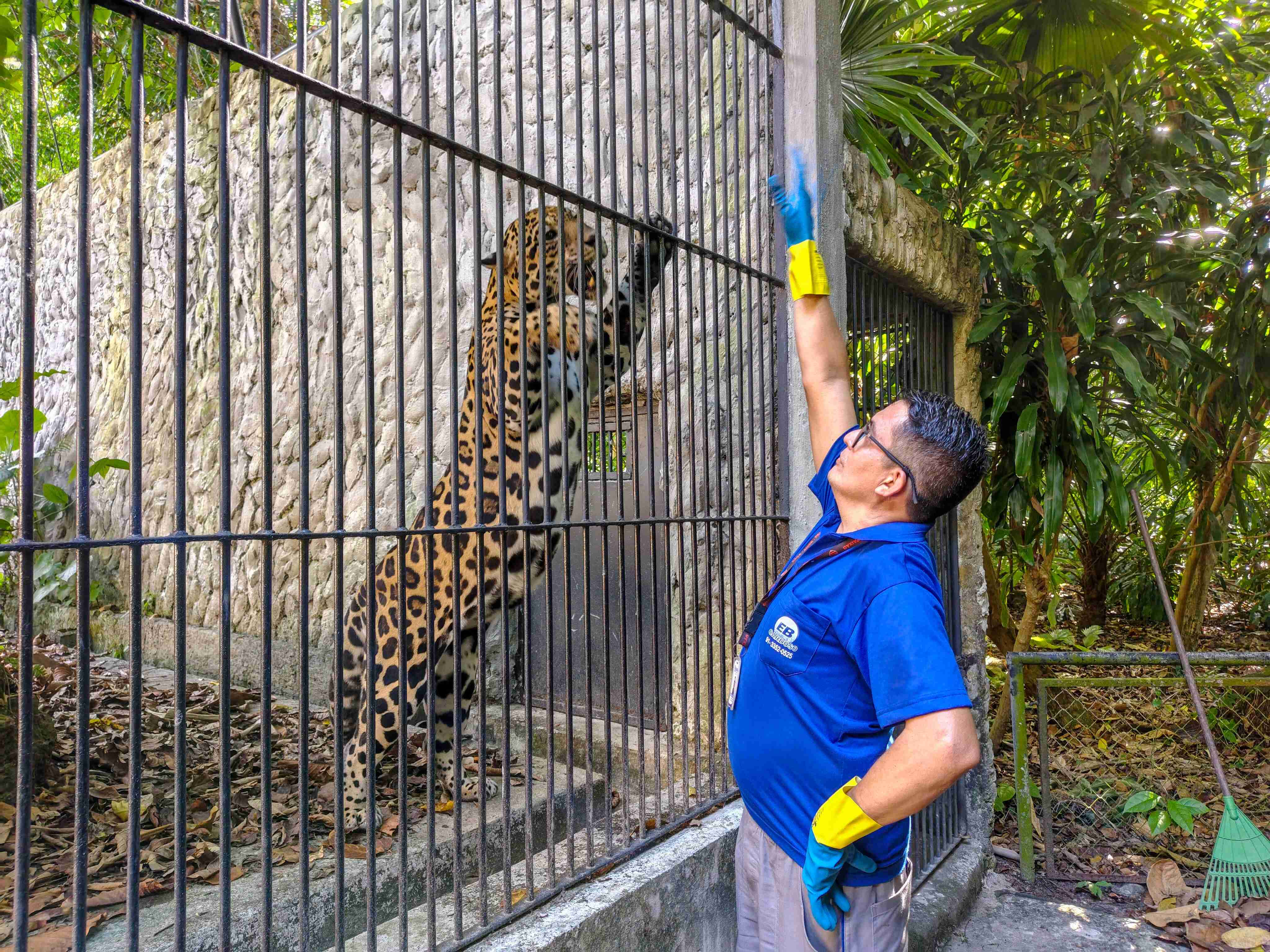 Antes do sol nascer, tratadores alimentam 4 mil animais e mantêm viva a rotina do Museu Goeldi